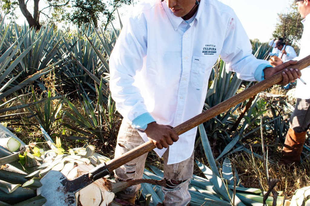 tequila cultura 100 arandas jalisco