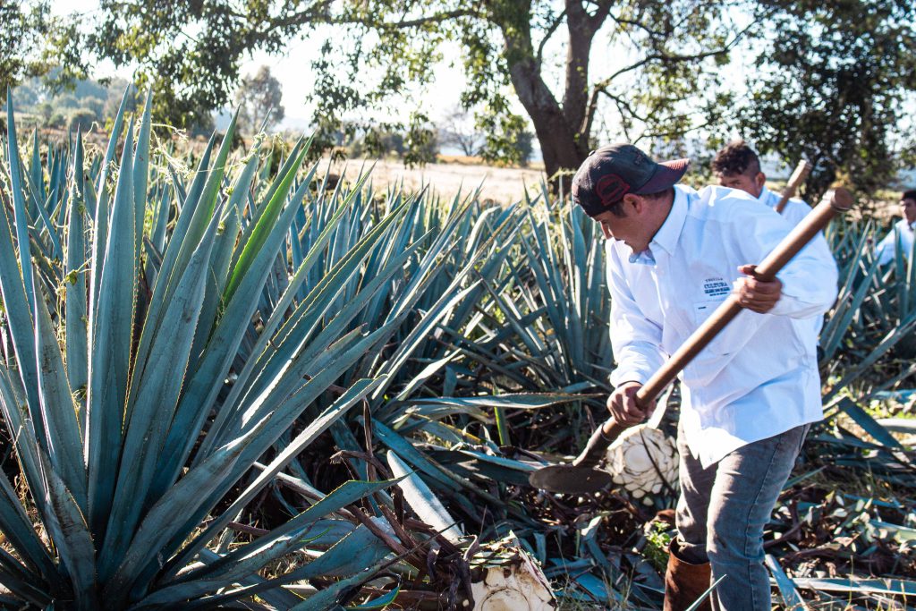 hombre jimando tequila cultura 100